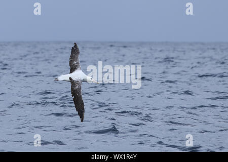 Eine südliche Royal Albatross, Diomedea epomophora, im Flug Stockfoto