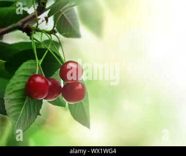 Schöne frische Kirschen Stockfoto