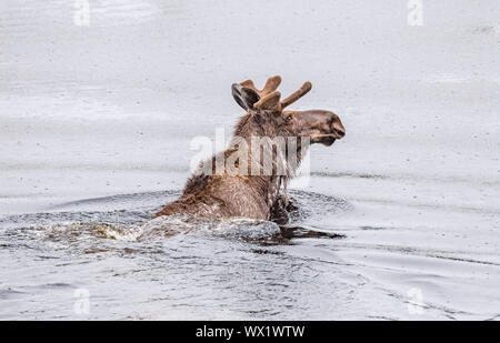 Männliche Elch Schwimmen im See entlang der Alaska Highway in Alaska Stockfoto
