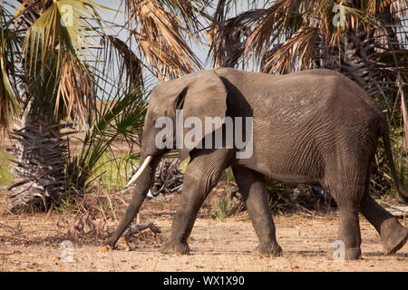 Einsame Afrikanischer Elefant Spaziergänge durch den trockenen Boden des Selous Game Reserve, Tansania Stockfoto