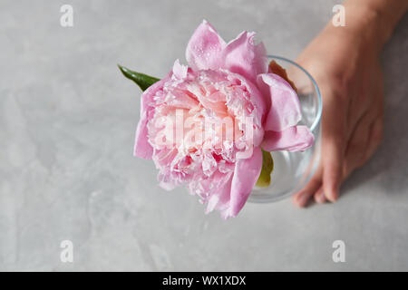 Womans hand Halten Sie ein elegantes rosa Pfingstrose in einem Glas Vase auf einem grauen Stein Tabelle. Stockfoto