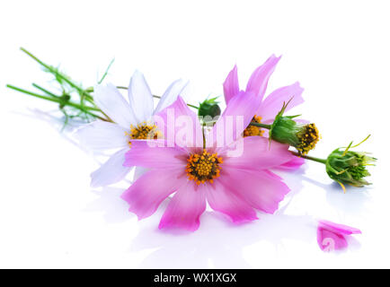 Schöne Blumen über Weiß Stockfoto