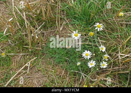 Geruchlos mayweed (Tripleurospermum inodorum) mit jährlichen Gräser Blüte im Müsli Stoppeln nach der Ernte, Berkshire, September Stockfoto