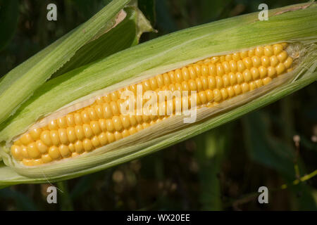 Freiliegende Reifen ausgesetzt Kernel auf eine reife Maiskolben von Mais (Zea mays) in einem Gemüsegarten, Berkshire, September angebaut, Stockfoto