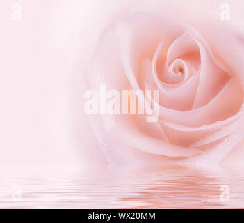 Frische Rose Stockfoto