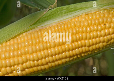 Freiliegende Reifen ausgesetzt Kernel auf eine reife Maiskolben von Mais (Zea mays) in einem Gemüsegarten, Berkshire, September angebaut, Stockfoto