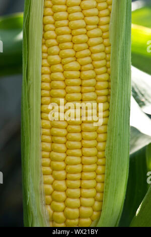 Freiliegende Reifen ausgesetzt Kernel auf eine reife Maiskolben von Mais (Zea mays) in einem Gemüsegarten, Berkshire, September angebaut, Stockfoto