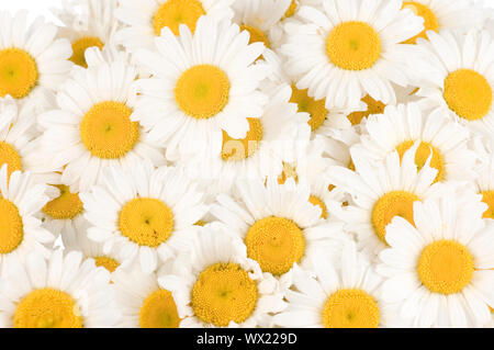 Schönen Gänseblümchen Hintergrund Stockfoto
