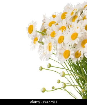 Bündel von Gänseblümchen Stockfoto