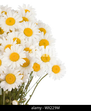Bündel von Gänseblümchen Stockfoto