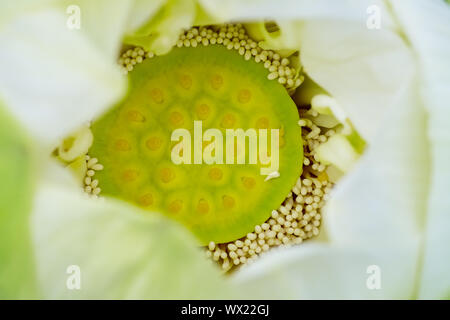 Lotus flower Staubblatt closeup Stockfoto