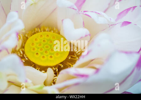 Lotus flower Staubblatt closeup Stockfoto