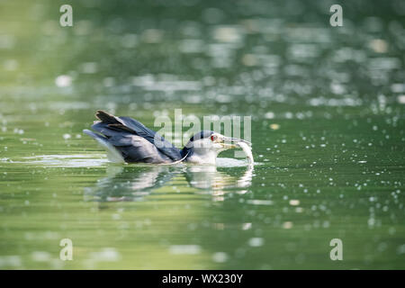 Night Heron Beute closeup Stockfoto