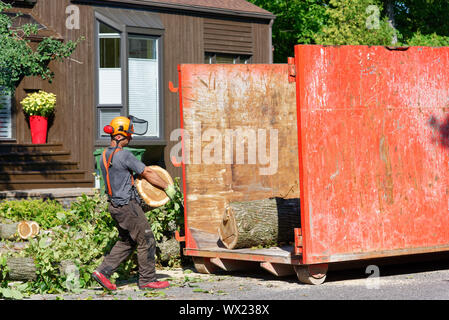 Baum Chirurgen Führen von Protokollen aus großen Kranken elm in einen Container in einer komplexen Struktur Ausbau in einer Vorstadtstraße. Stockfoto