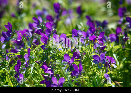 Blue Marine Veilchen (Viola odorata maritima) in der Mitte des Sommers Stockfoto