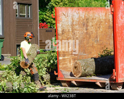 Baum Chirurgen Führen von Protokollen aus großen Kranken elm in einen Container in einer komplexen Struktur Ausbau in einer Vorstadtstraße. Stockfoto