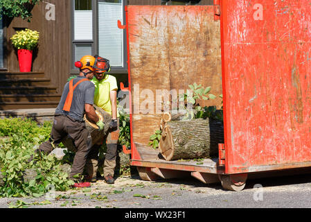 Baum Chirurgen Führen von Protokollen aus großen Kranken elm in einen Container in einer komplexen Struktur Ausbau in einer Vorstadtstraße. Stockfoto