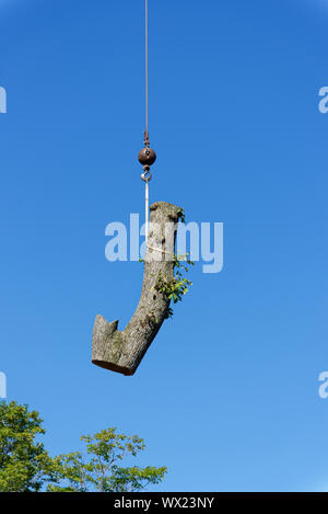 Ein großes Log aus dem Stamm eines großen Kranken elm hängen von den Kran in eine komplexe Struktur Ausbau in einer Vorstadtstraße. Stockfoto