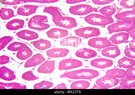 Mikroskopie Fotografie. Hoden, der Tubuli seminiferi contorti, Querschnitt. Stockfoto