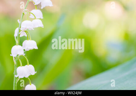 Weiße Blumen Lilie des Tales Stockfoto