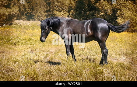 Pferde grasen auf einer Wiese am Rande des Waldes. Stockfoto