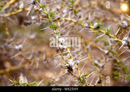 Die pralle Basen auf die Dornen der Pfeifen thorn Akazie. Eine Reihe von schwarzen Ameisen, die Pflanze hat eine symbiotische Beziehung mit, gesehen werden kann. Stockfoto