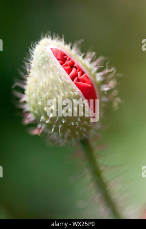 Poppy über von einer Knospe entstehen Stockfoto