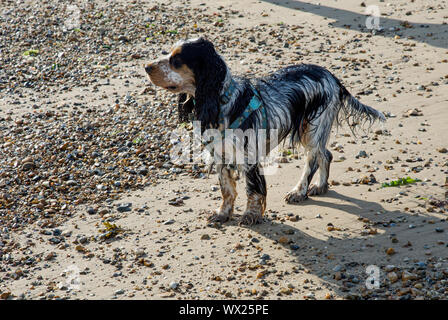 Einen schönen blauen Roan tricolor Cocker Spaniel hund spielt auf der Sandstrand in Clacton On Sea, Essex, England Stockfoto