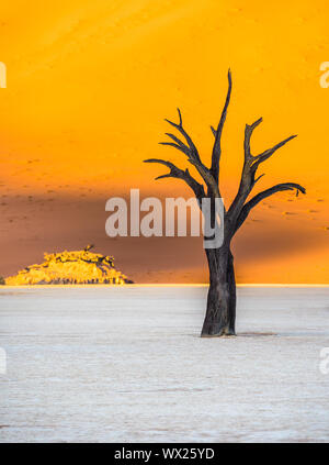 Tot Camelthorn Bäume und roten Dünen in Deadvlei, Sossusvlei, Namib-Naukluft-Nationalpark, Namibia Stockfoto