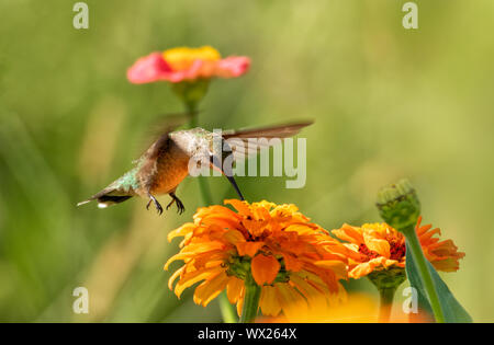 Schöne Kolibri Nektar erhalten von Orange Zinnia Blume im Sommer Garten Stockfoto