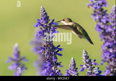 Hummingbird Fütterung im Flug, die durch violette Salvia Blumen umgeben Stockfoto