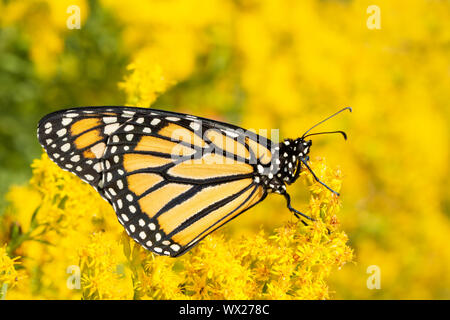 Monarch butterfly ruht auf einem leuchtend gelbe Goldrute Blume Stockfoto