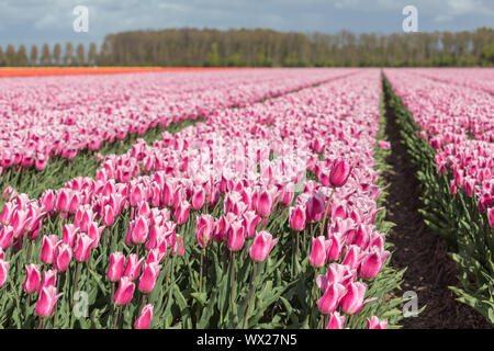 Tulip blühenden Jahreszeit in den Niederlanden, Europa Stockfoto