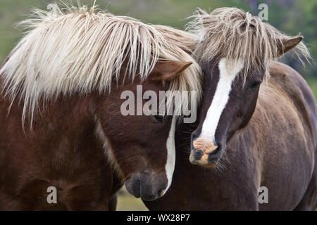 Isländischen Pferd (Equus ferus Caballus), zwei Islandpferde stehen zusammen, Porträt, Island Stockfoto