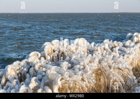 Meer-Winterlandschaft mit Schilf bedeckt im Eis, Niederlande Stockfoto