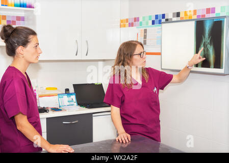 Tierärztliche team Untersuchung eines Hundes x-ray Stockfoto