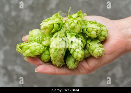 Frisches Grün für Hopfen in weiblicher Hand. Heilpflanzen. Stockfoto