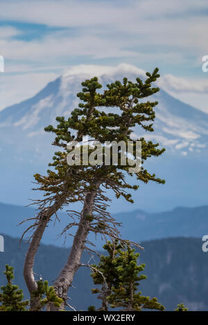 Subalpine Fir, Abies lasiocarpa, vor Mount Adams gesehen von der Ziege Felsen, Wüste, Gifford Pinchot National Forest, Washington State, USA Stockfoto