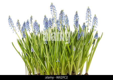 Muscari Botryoides Blumen auch bekannt als blaue Trauben Hyazinthe in Nahaufnahme auf weißem Hintergrund Stockfoto