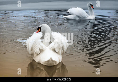 Zwei weiße Schwäne auf dem See im Winter. Stockfoto