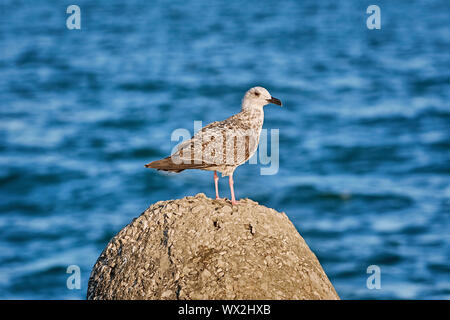 Junge Möwe auf dem Stein Stockfoto