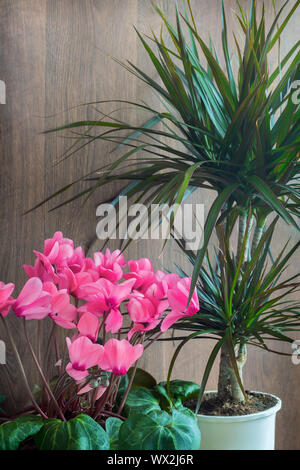 Blumen wachsen in Töpfen: Rosa cyclamen und dracaena. Stockfoto