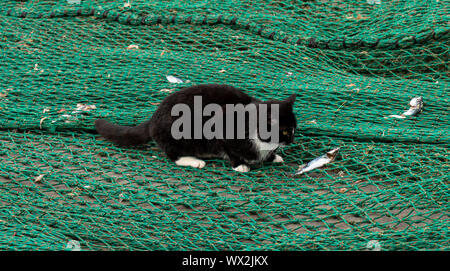 Wilde Katze für Reste der Fische in einem fishermens Net suchen. Stockfoto