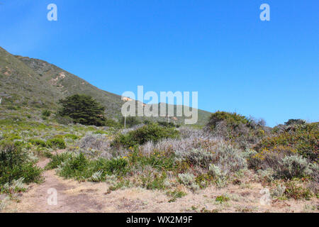 Blick auf die Vegetation entlang des Pacific Coast Highway, in der Nähe von Bixby Creek Bridge, Kalifornien, USA Stockfoto