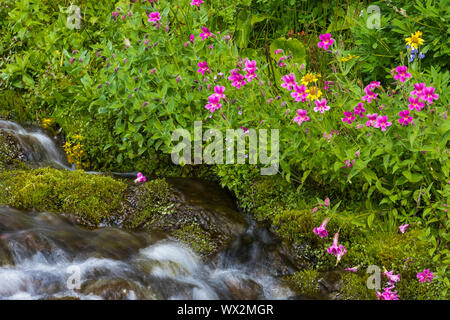 Purple Monkeyflower, lewisii Erythranthe, blühende entlang einem Nebenfluss des Cispus Fluss in die Ziege Felsen, Wüste, Gifford Pinchot National Forest Stockfoto