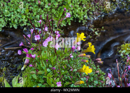 Alpine Weidenröschen, Epilobium anagallidifolium, und Subalpine Monkeyflower, Erythranthe caespitosa, blühende entlang einem Nebenfluss des Cispus Fluss in t Stockfoto