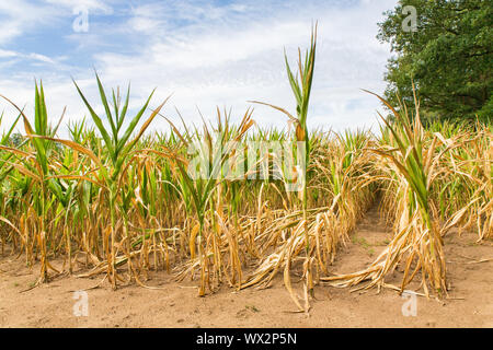 Landwirtschaftliche Schäden Dürre in Mais Stockfoto