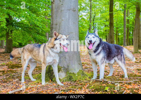 Zwei huskies stehen zusammen im Wald Stockfoto