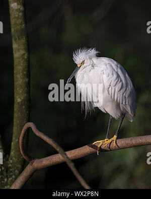 Snowy Egret barsch auf Zweig mit einem schönen Hintergrund zeigen ihre Körper, Kopf, Schnabel, Augen, Füße in seine Umgebung und die umliegenden Laub. Stockfoto