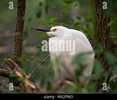 Snowy Egret Nahaufnahme barsch auf Zweig in seiner Umwelt und Umgebung, mit einem schönen Wald und Bokeh. Stockfoto